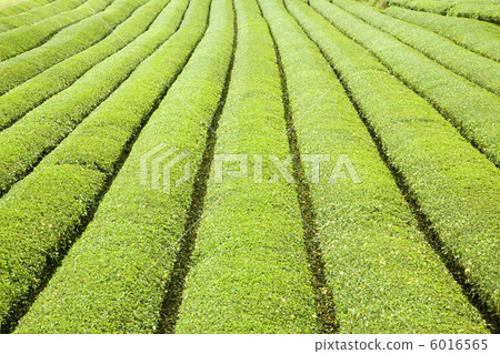 茶領域背景 茶領域背景 6016565