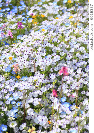 一群Nemophila 一群Nemophila 6016587