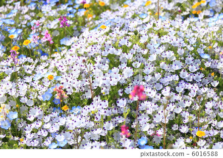 一群Nemophila 一群Nemophila 6016588