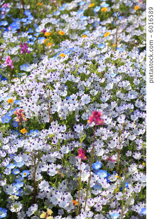 一群Nemophila 6016589