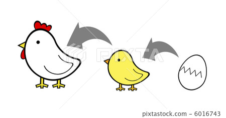 雞的生長過程 雞的生長過程 6016743