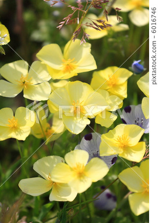 公主加州罌粟 6016746