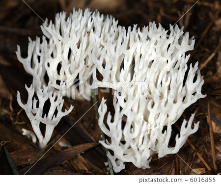 Mushroom 010 6016855