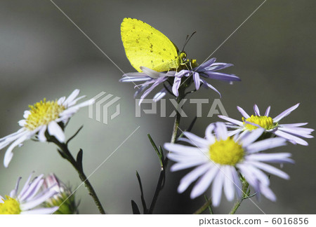 Ginkgo-01 Ginkgo-01 6016856