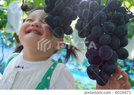 葡萄採摘 6016873