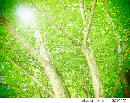 山毛櫸樹向日葵葉子和樹 6016951