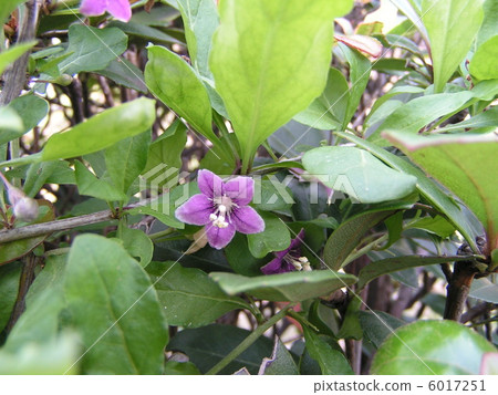 Wolfberry flowers that are medicinal and edible Wolfberry flowers that are medicinal and edible 6017251