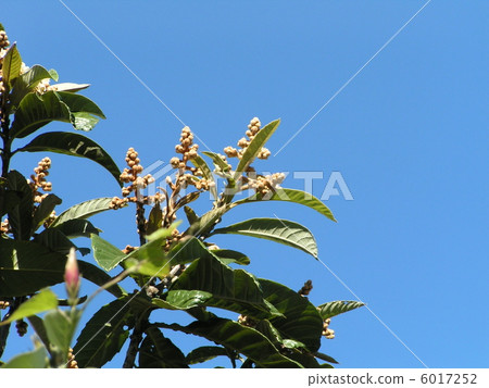 White flower in the blue sky 6017252