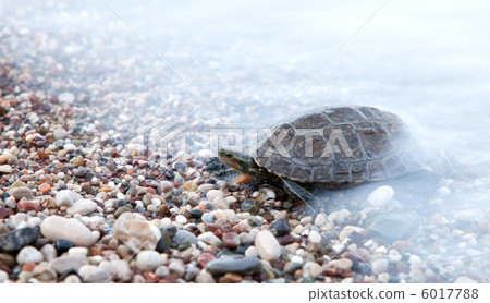 Small turtle crawling in sea waves 6017788