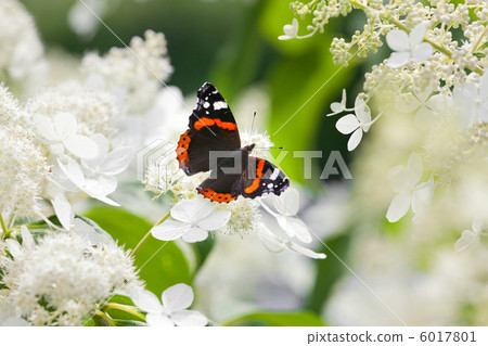 Admiral butterfly on white flowers 6017801