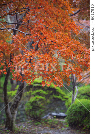 Autumn leaves of Genji mountain Autumn leaves of Genji mountain 6017910