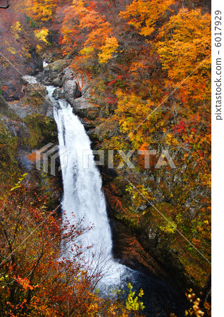 燦爛的秋葉和Akiho Otori 6017929