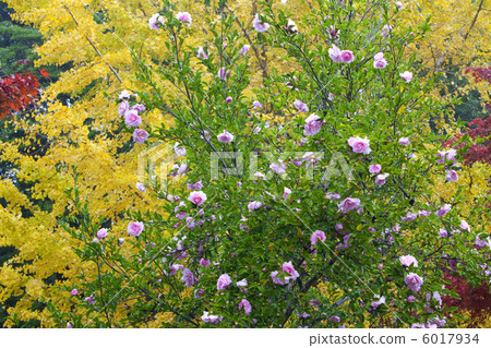 Genji san's sasanqua and ginkgo 6017934