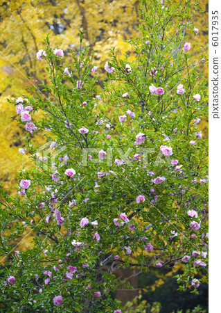 Genji san's sasanqua and ginkgo 6017935