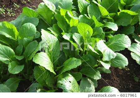 Nobuya area no vegetables nobuya Nobuya area no vegetables nobuya 6017961