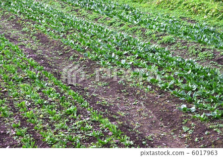 Cultivation of spinach field spinach 6017963