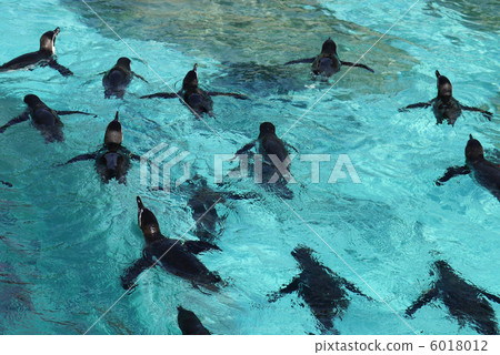 Swim humboldt penguin 6018012