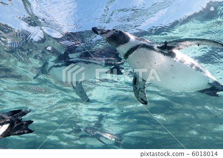 Swim humboldt penguin 6018014