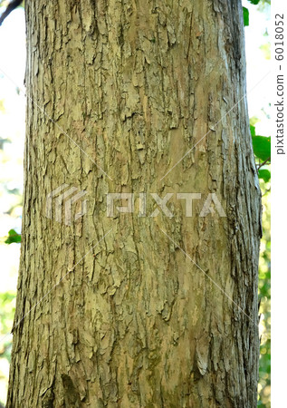 Kanonagi Kanonagi 6018052