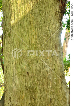 Kanonagi Kanonagi 6018055