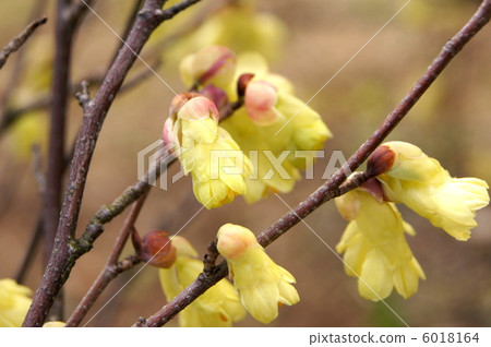 Hyuga mizuki（Hyuga mizuki） 6018164