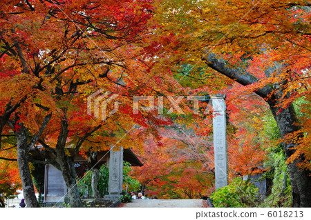 Hyogo's autumn leaves 6018213