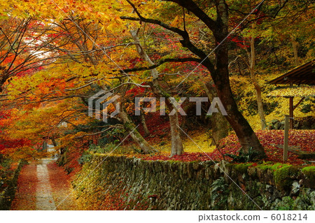 兵庫的秋葉 6018214