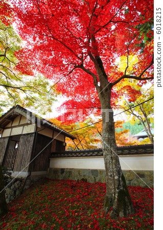 兵庫的秋葉 6018215