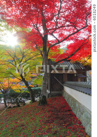 Hyogo's autumn leaves 6018249