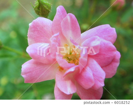 Oyayubi Hime（粉紅色）：Mini Barra 6018252