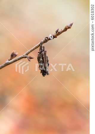 Minor beetle 6018302