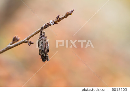 Minor beetle Minor beetle 6018303