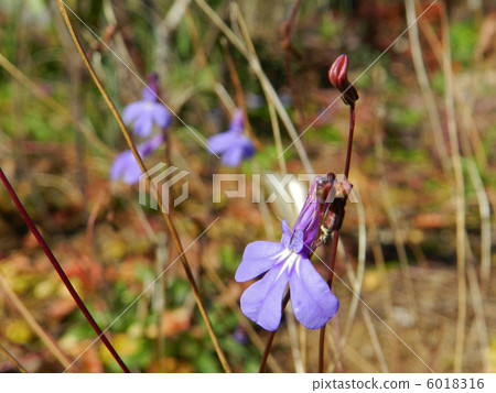 Lobelia Princess Blue Lobelia Princess Blue 6018316