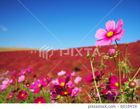Cosmos blooming on the hill Cosmos blooming on the hill 6018439