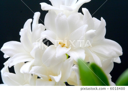 Hyacinth flower up 6018480