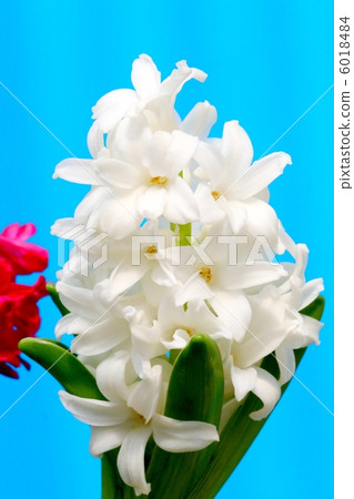 Hyacinths tightly packing flowers 6018484