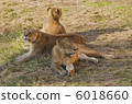 A female of a slumber lion A female of a slumber lion 6018660