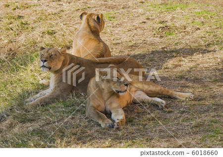 A female of a slumber lion A female of a slumber lion 6018660