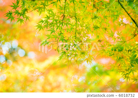 楓葉離開了紅葉 楓葉離開了紅葉 6018732