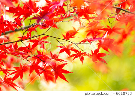 楓葉離開了紅葉 楓葉離開了紅葉 6018733