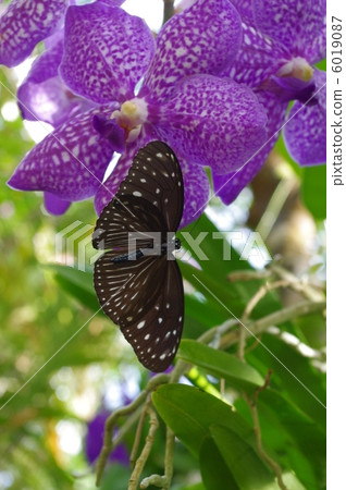 花和蝴蝶 花和蝴蝶 6019087