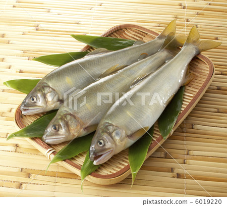 Ayu 02 Ayu 02 6019220