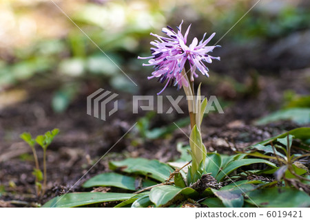 Shojo Bakama 6019421