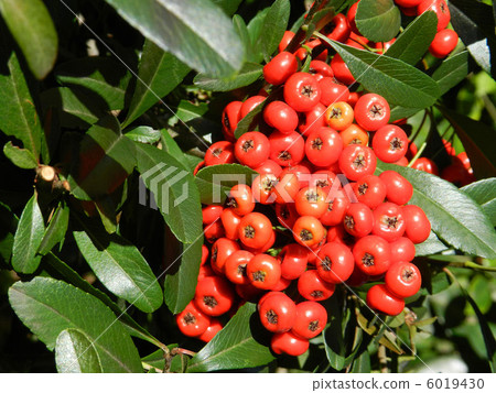 火棘果 6019430