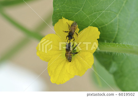 Melon flower honey pollination 6019502