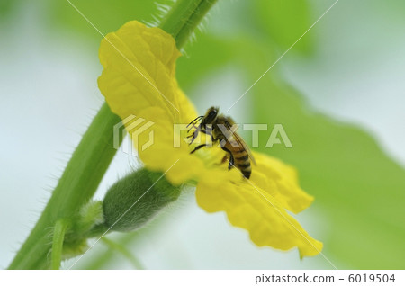 Melon flower honey pollination 6019504