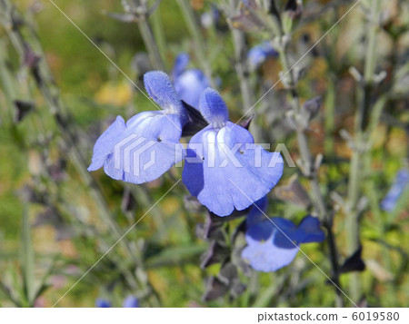 Salvia Azurea 6019580
