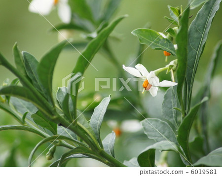 Fuyangango（冬季珊瑚）花 6019581