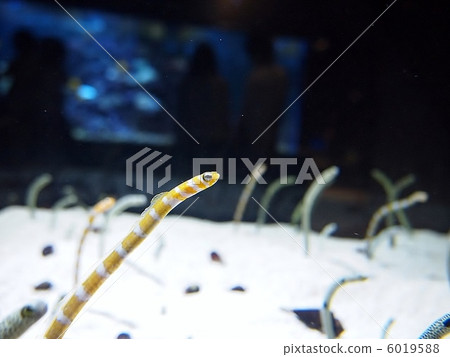 Nishiki Nago 6019588