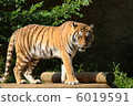 站在虎 6019591